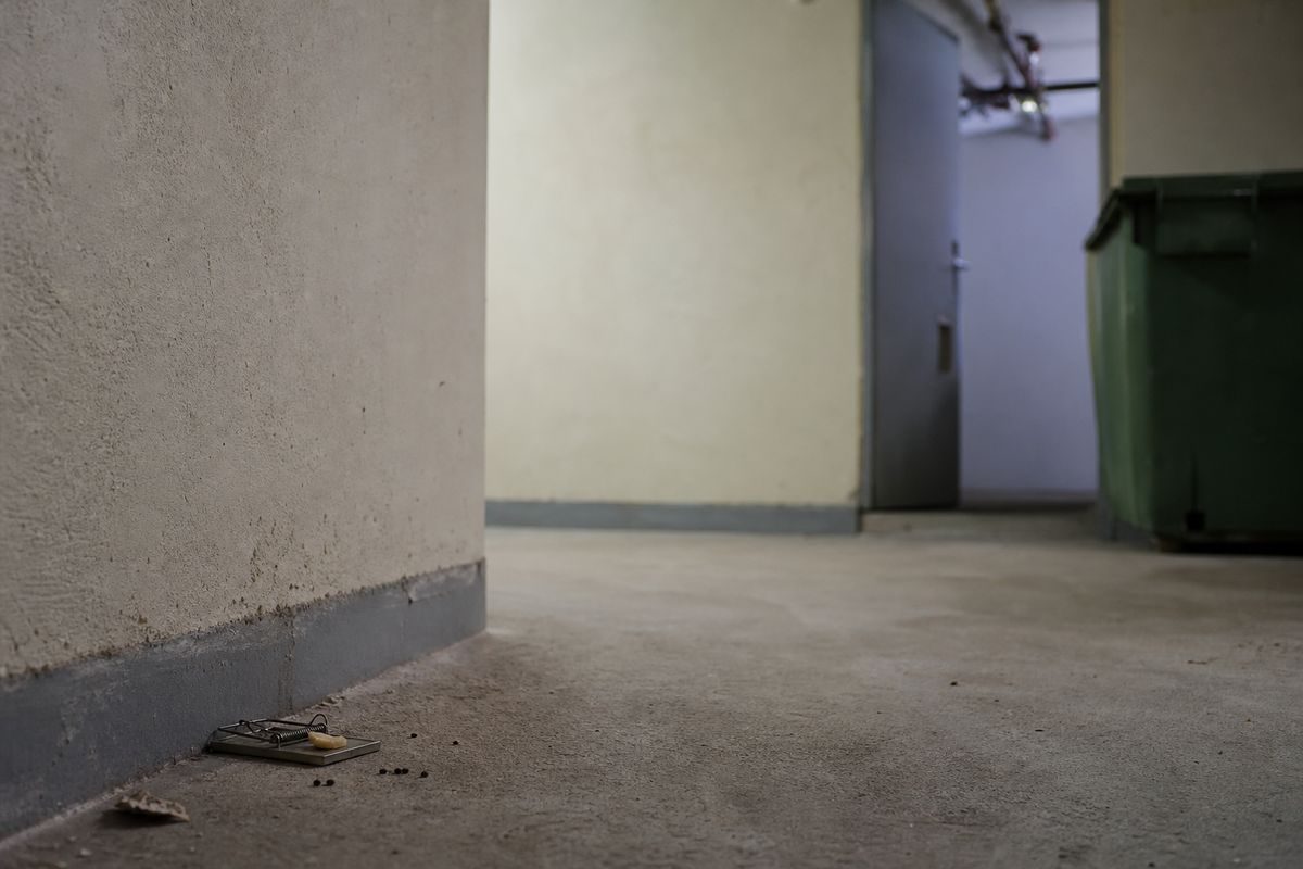 Pułapka na szczury ustawiona przy ścianie w piwnicy bloku, obok śladów obecności gryzoni.